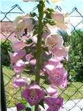 Digitalis